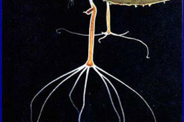 Kraken darknet onion