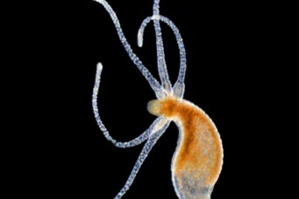 Как зайти на площадку кракен